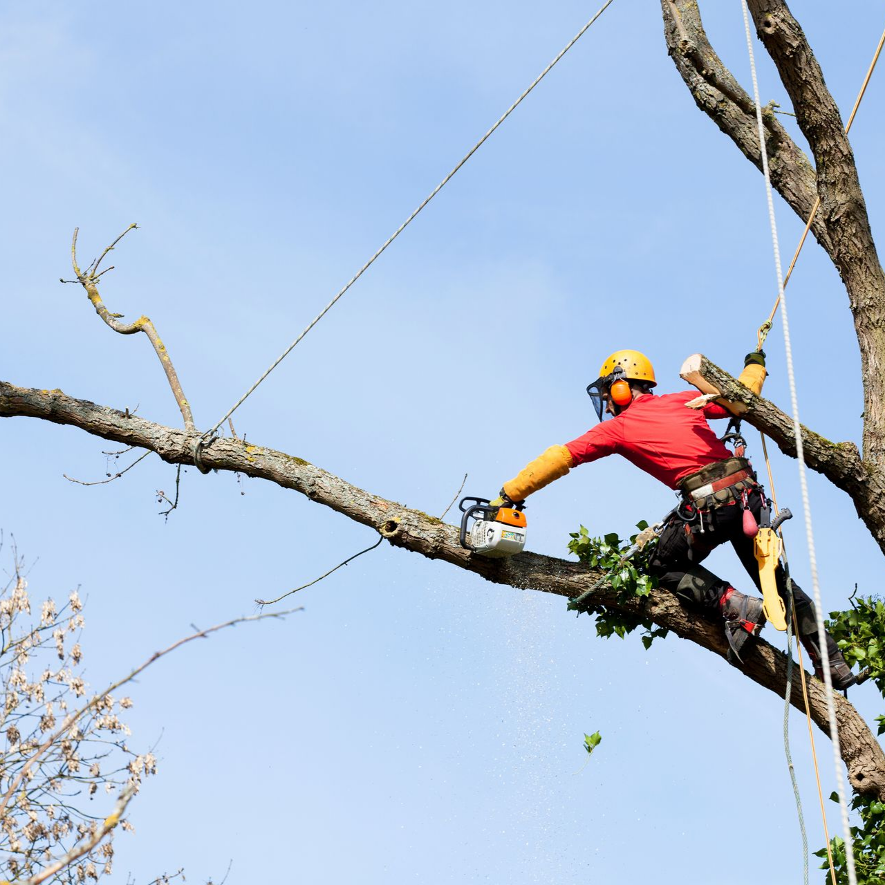 Un professionnel dans un arbre, portant un casque et utilisant une tronçonneuse pour couper une branche.