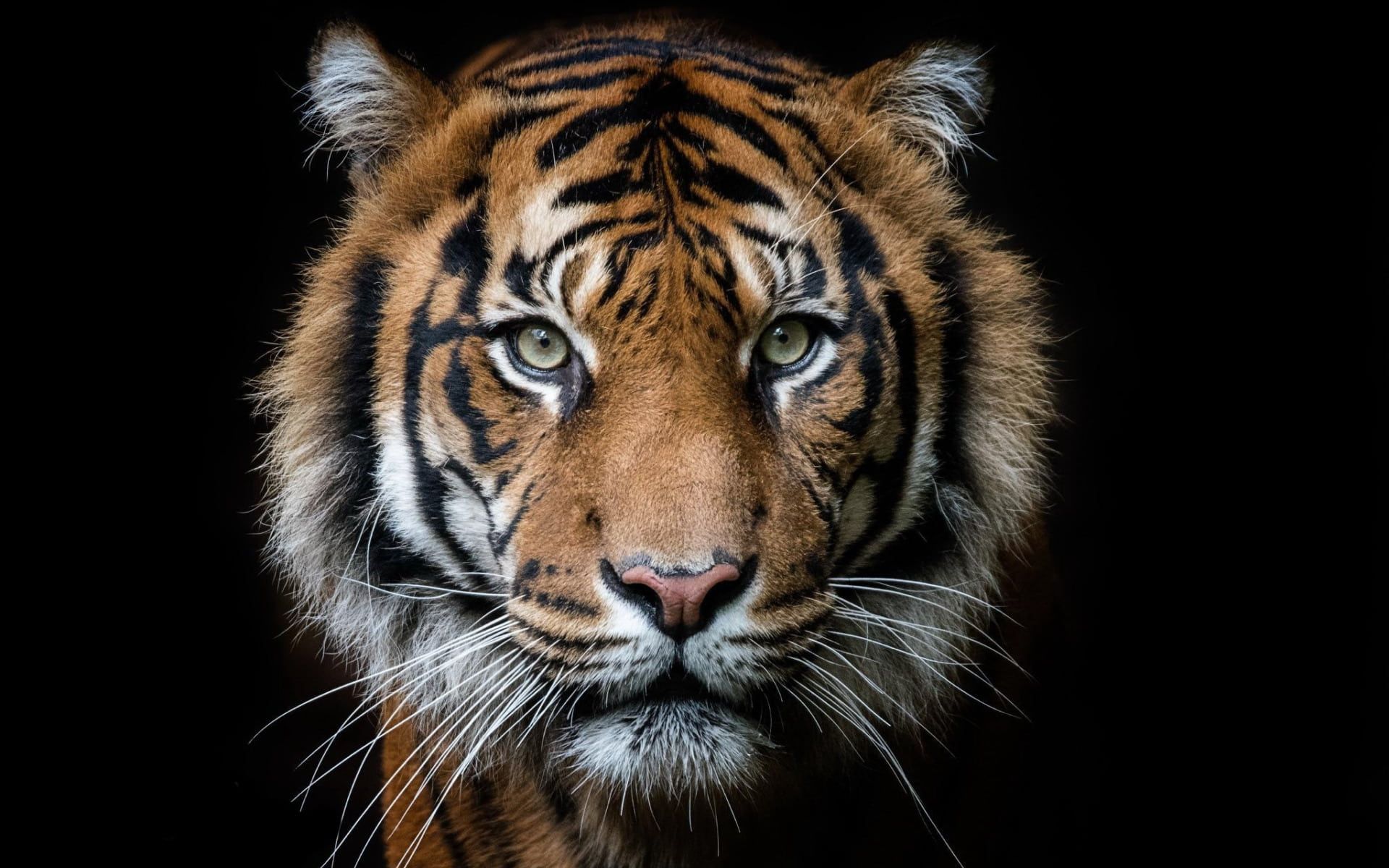 A close up of a tiger 's face on a black background.