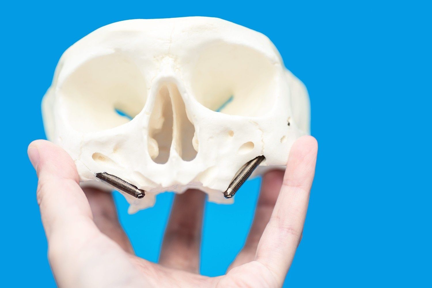 Mano sosteniendo un modelo de calavera blanca sobre un fondo azul.