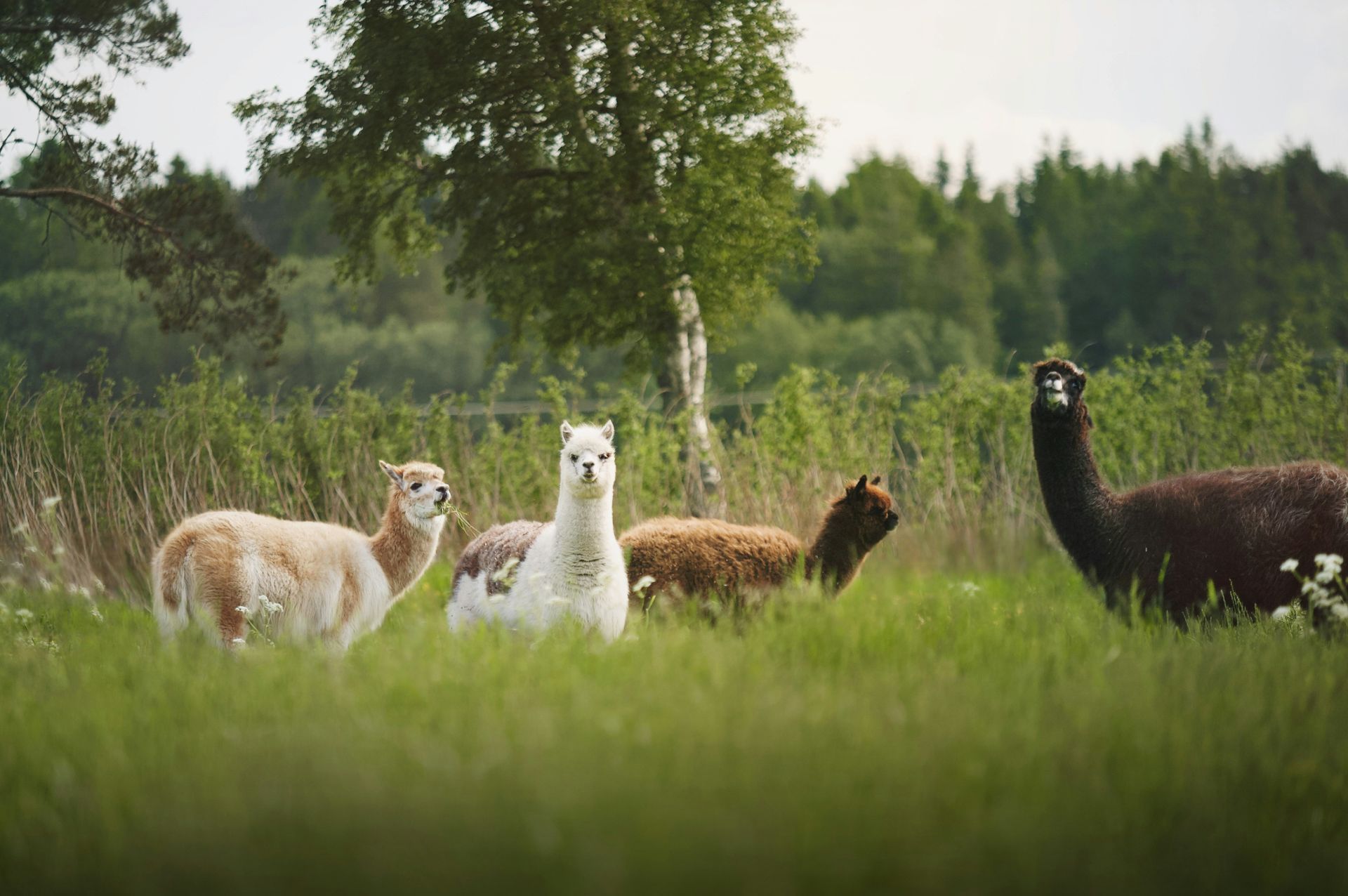Lamas in field