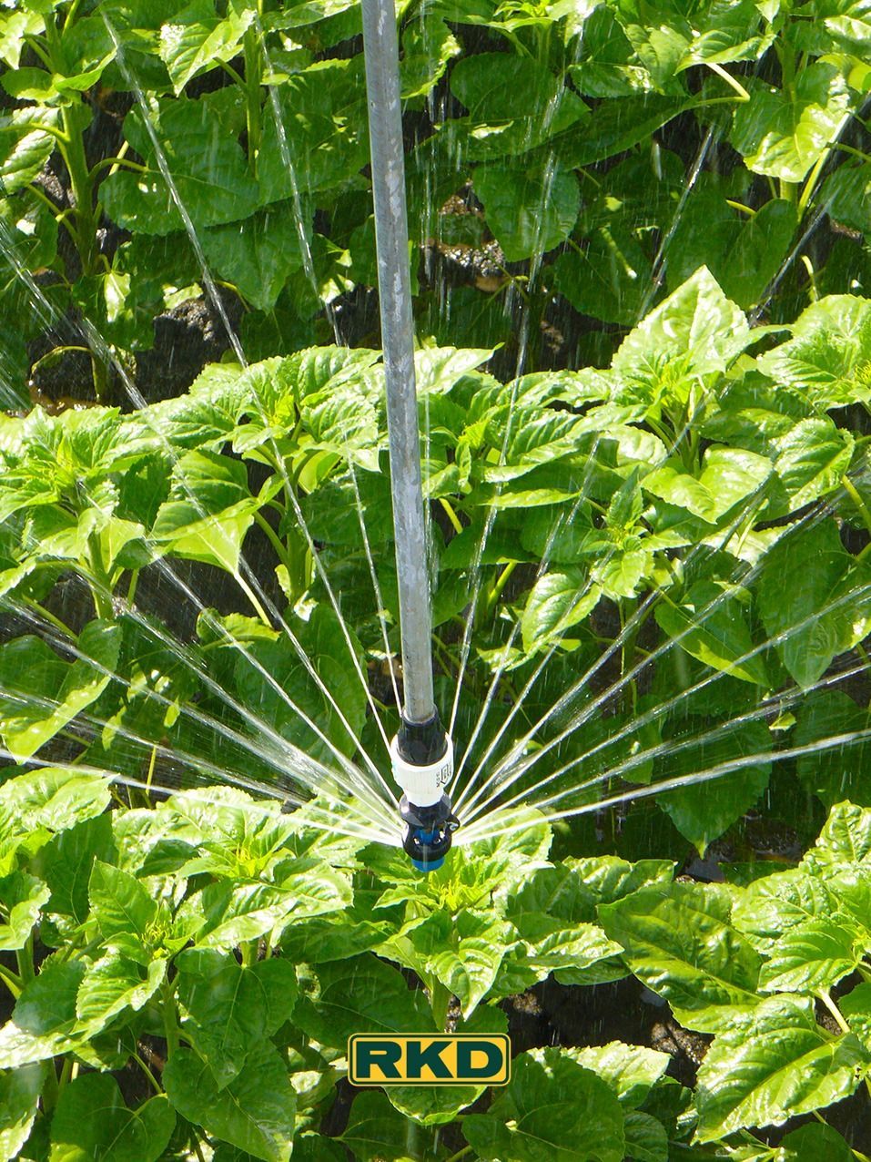 Un aspersor está rociando agua sobre una planta en un jardín.