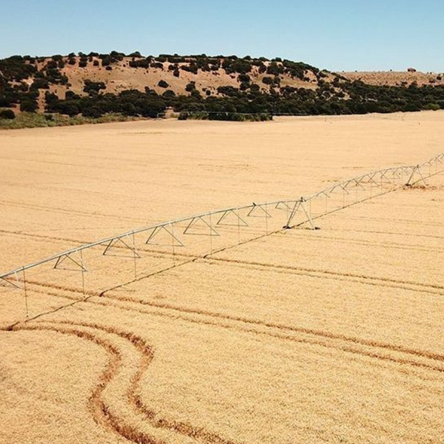 Una vista aérea de un campo de trigo con líneas de riego.