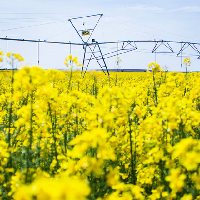 Un campo de flores amarillas con equipos de riego al fondo.