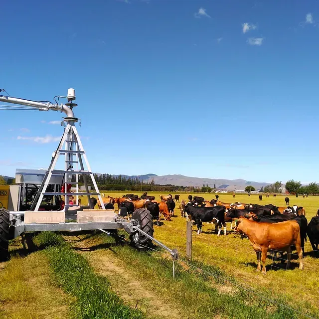 Un rebaño de vacas pasta en un campo con un tractor al fondo