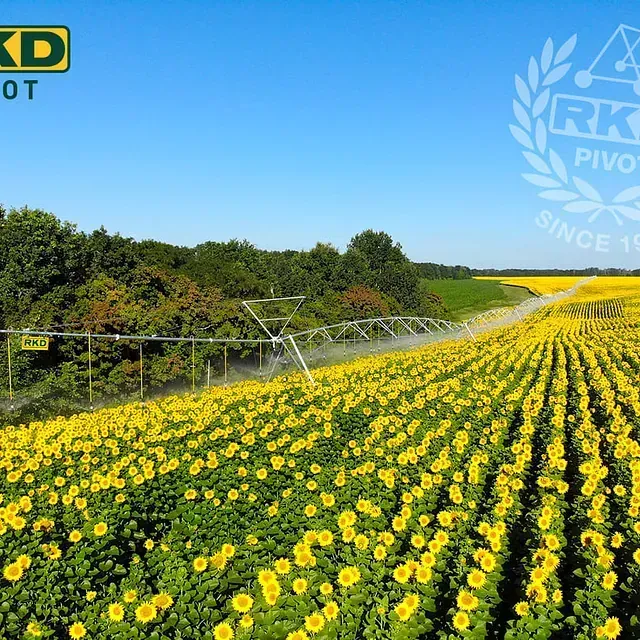 Un campo de girasoles con un logotipo de KD en el fondo.