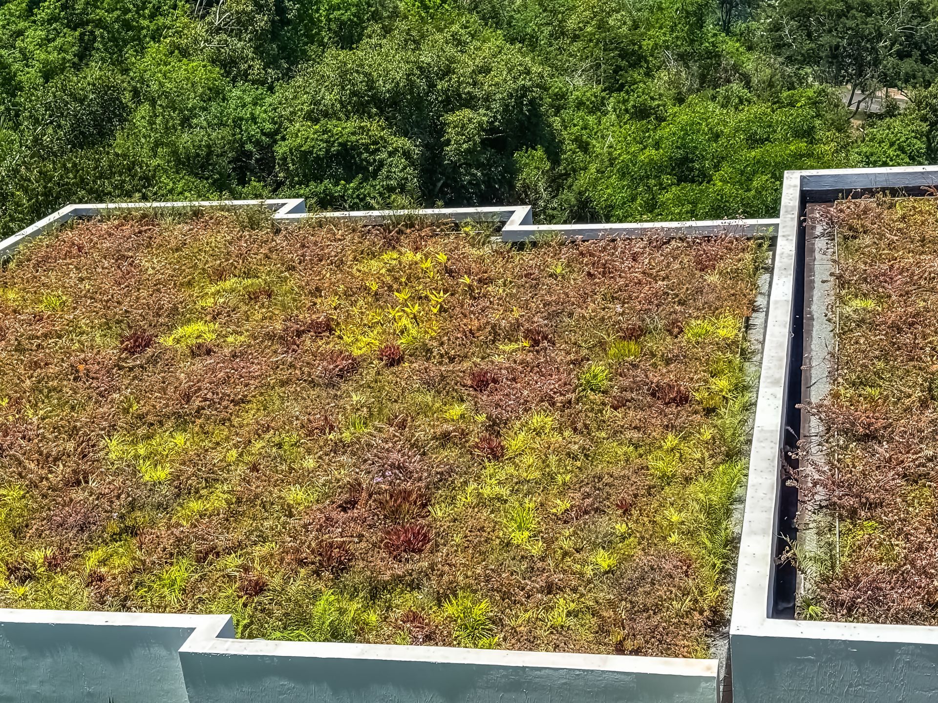 Toit plat recouvert de végétation verte et brune, bordé d'une dense haie verte