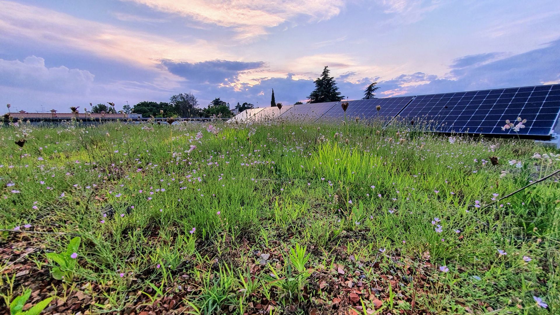 Toit plat végétalisé avec des panneaux solaires installés sur la structure
