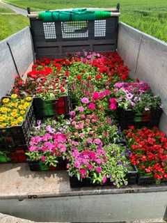 La benne du camion était remplie de caisses de fleurs colorées, notamment rouges, roses et jaunes.