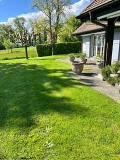 Pelouse verdoyante luxuriante devant une maison, avec une terrasse en pierre.