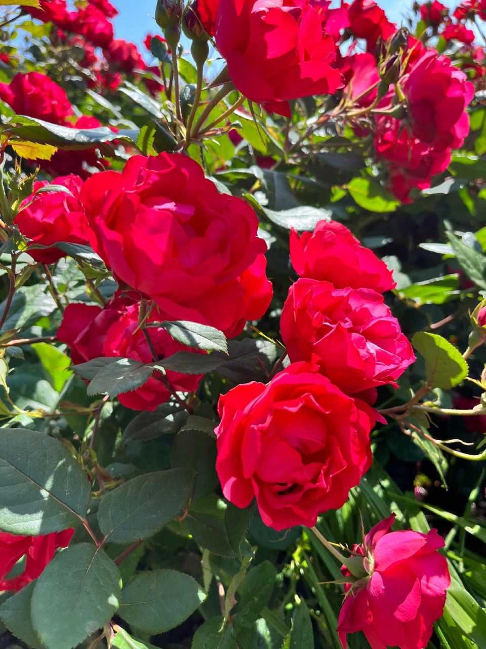 Des roses rouges épanouies sur un buisson aux feuilles vertes sous un ciel bleu.