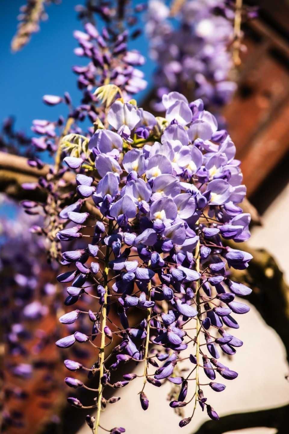 Des fleurs de glycine violettes retombent en cascade sur un ciel bleu, avec un bâtiment en briques en arrière-plan.