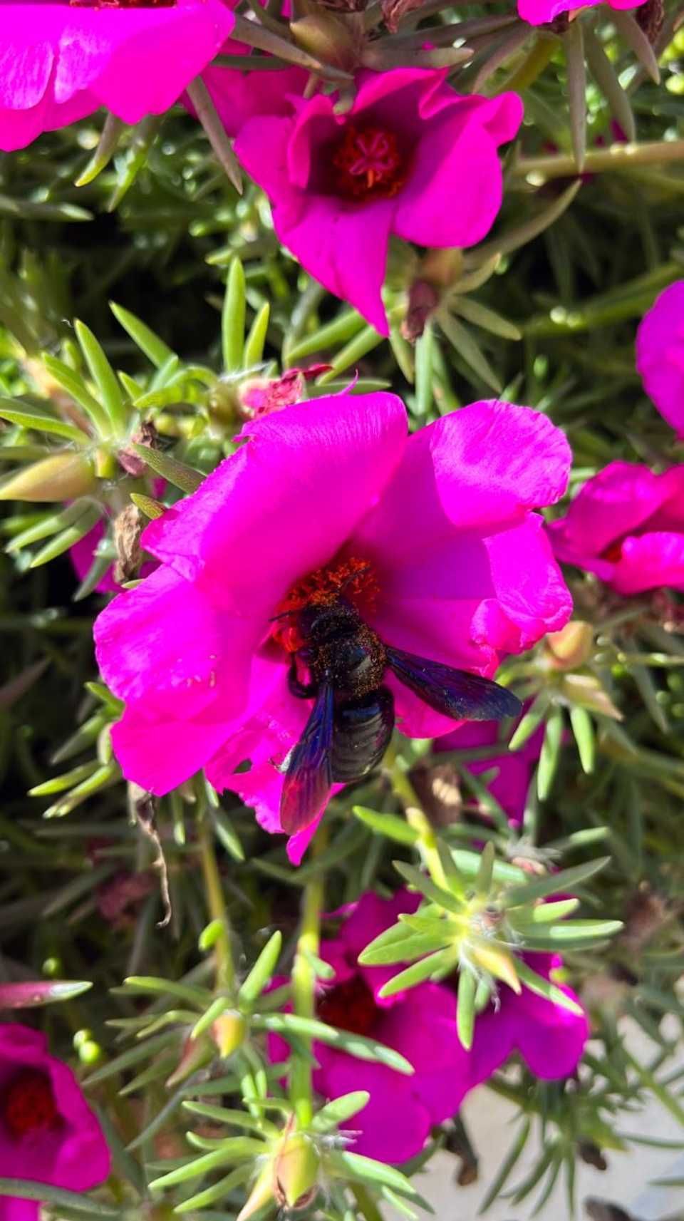 Une abeille bleu foncé pollinise une fleur rose vif à cœur jaune, entourée de feuillage vert.