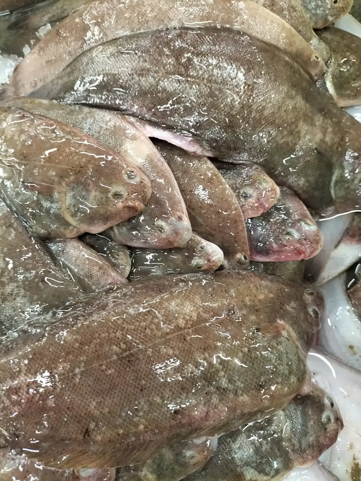 Montón de pescado plano fresco con piel marrón moteada, probablemente en un mercado de pescado.