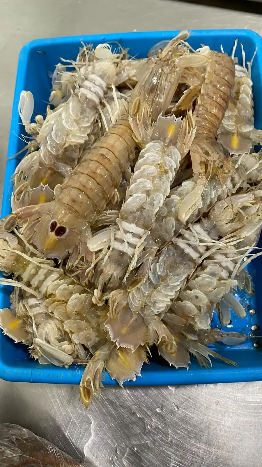 Bandeja azul llena de numerosos camarones mantis, con colores bronceados y blancos prominentes.