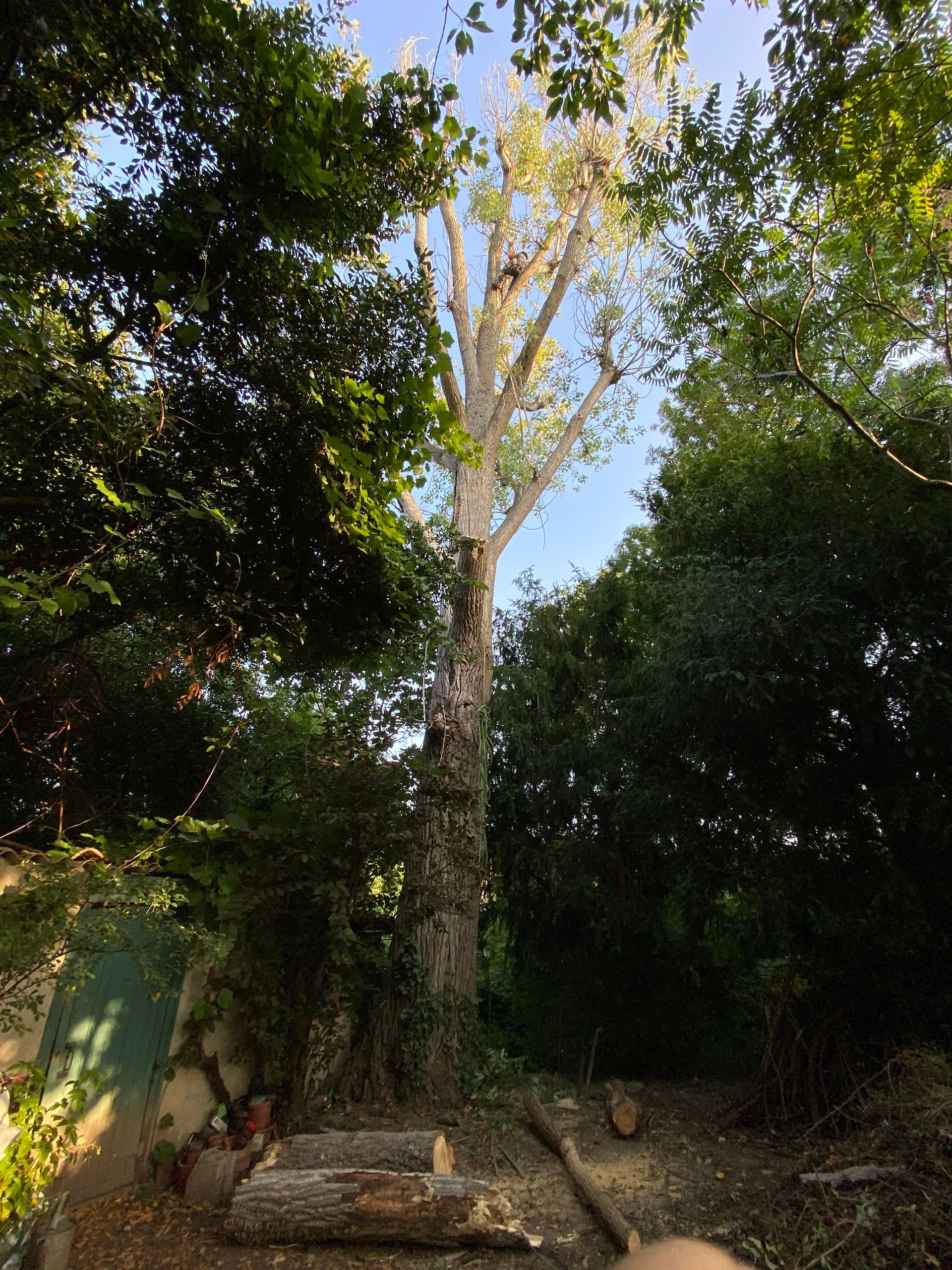 Grand arbre au milieu d'une forêt