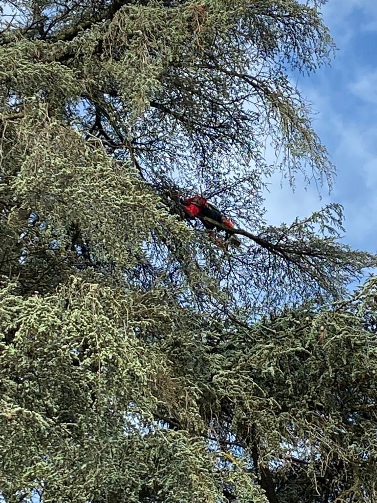 Élagage à la corde