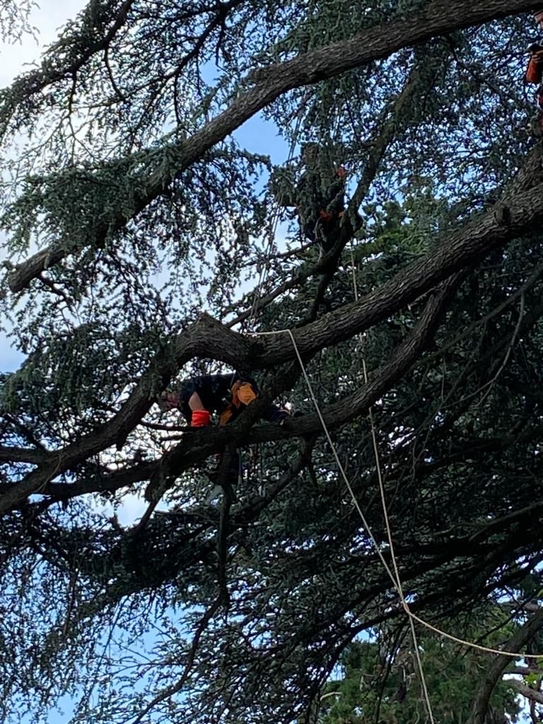 Élagueur grimpeur en train de tailler une branche