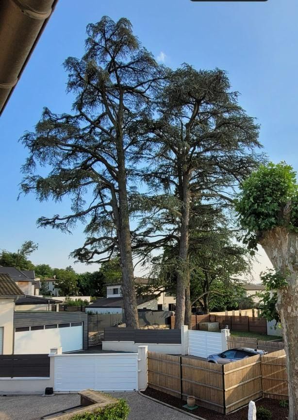 Arbres apres leur taille