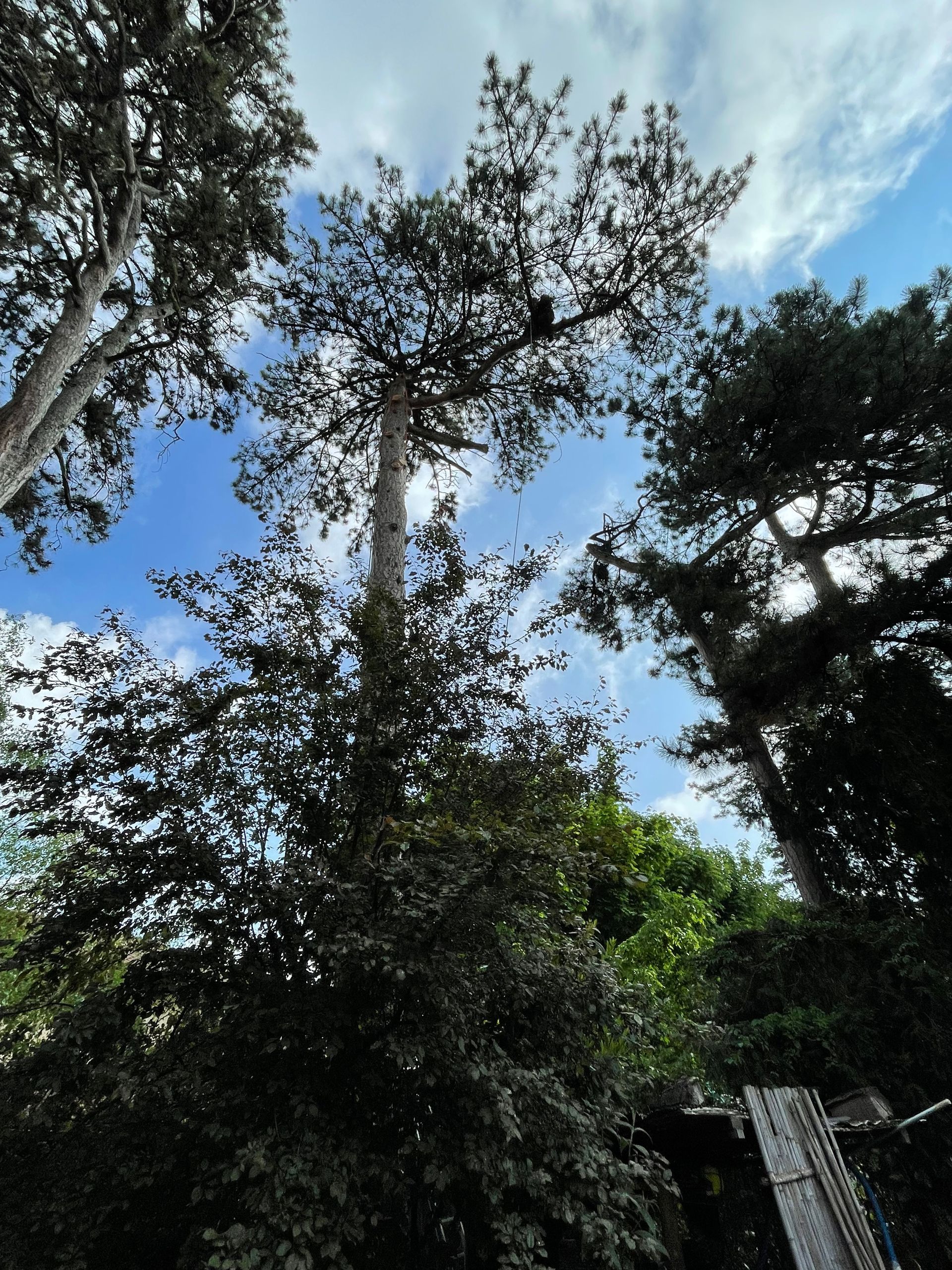 Cime de plusieurs arbres à tailler