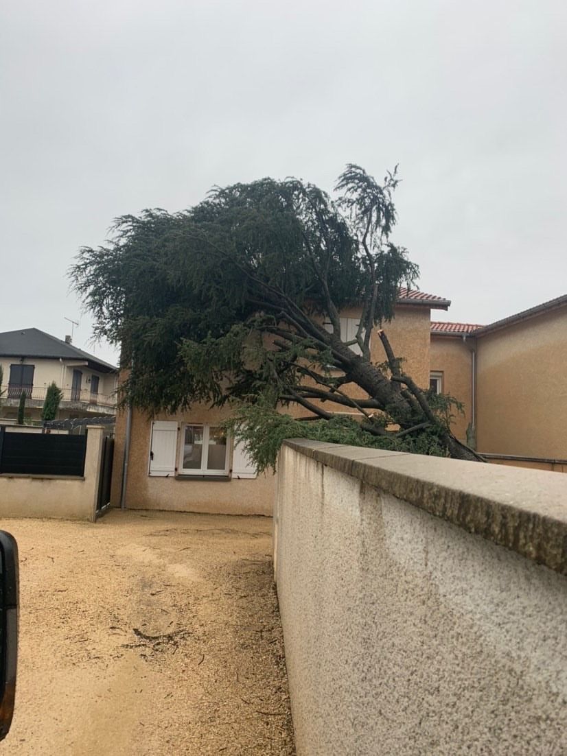 Arbre tombé sur un muret