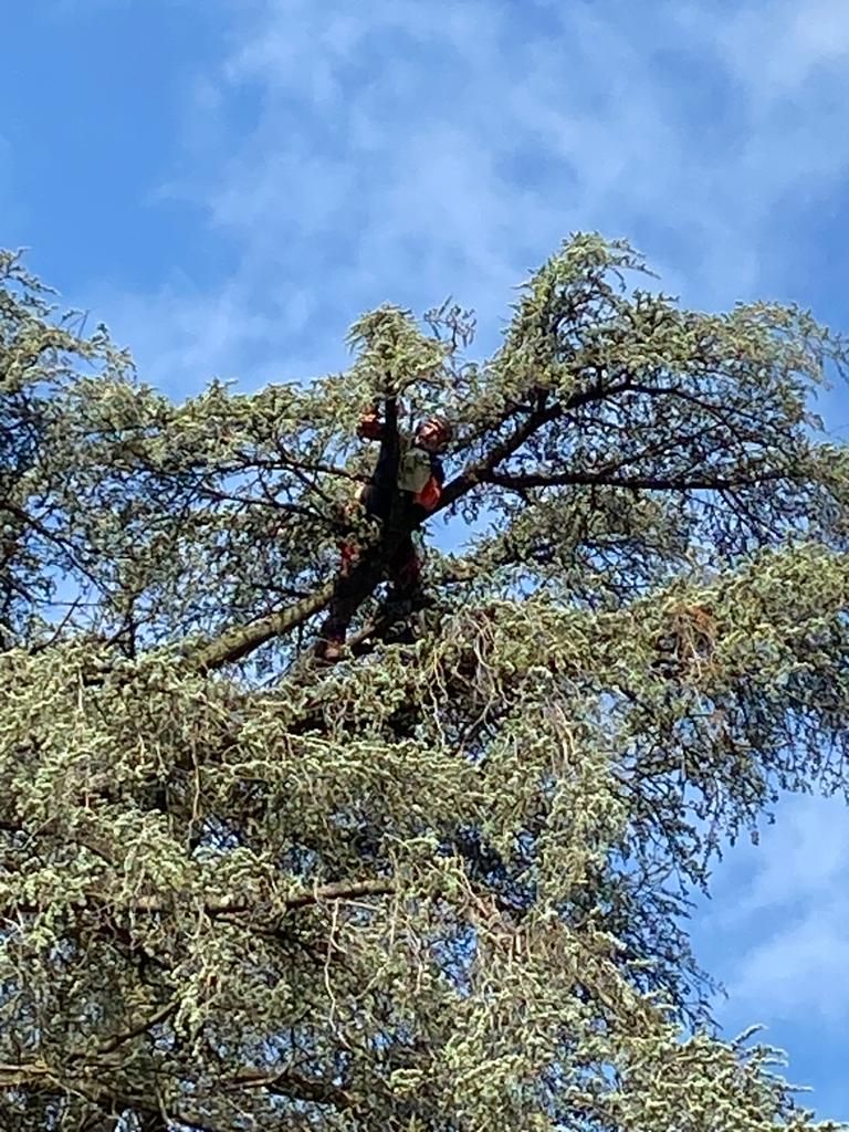 Élagueur en train de tailler un arbre