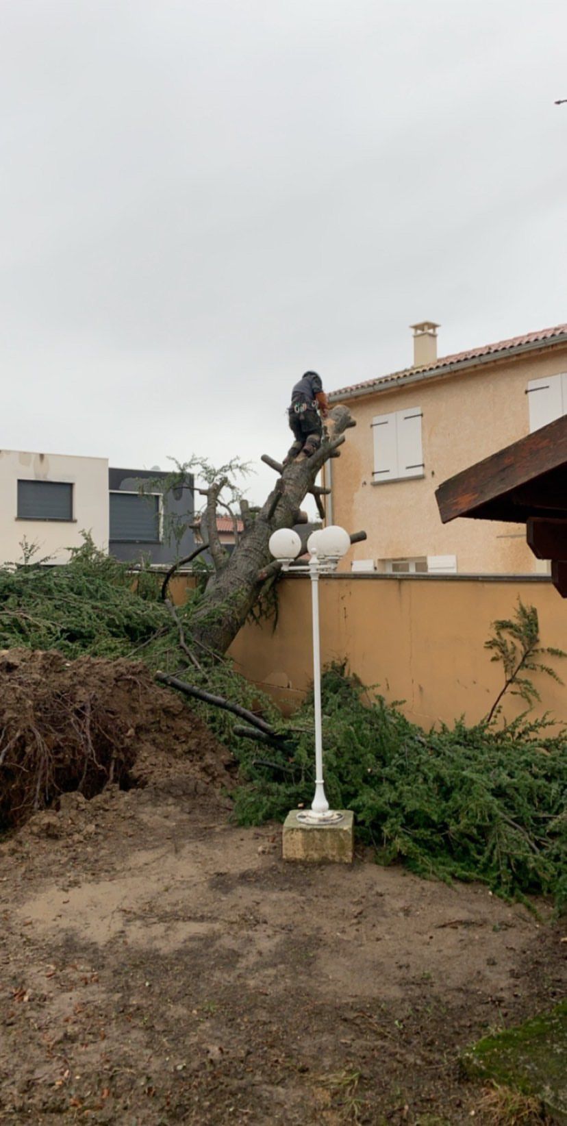 Intervention d'urgence sur un arbre tombé