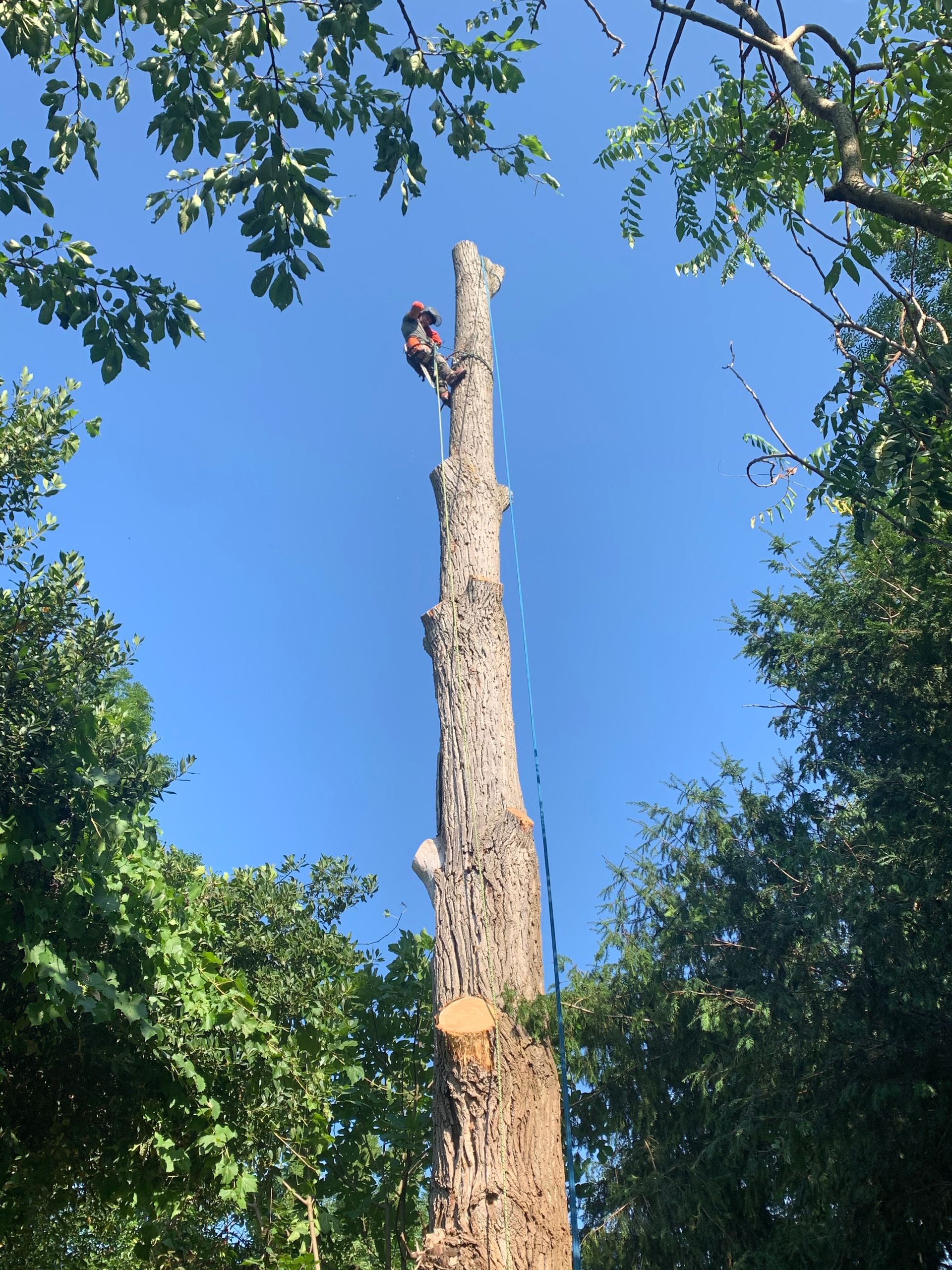 Abattage d’un arbre