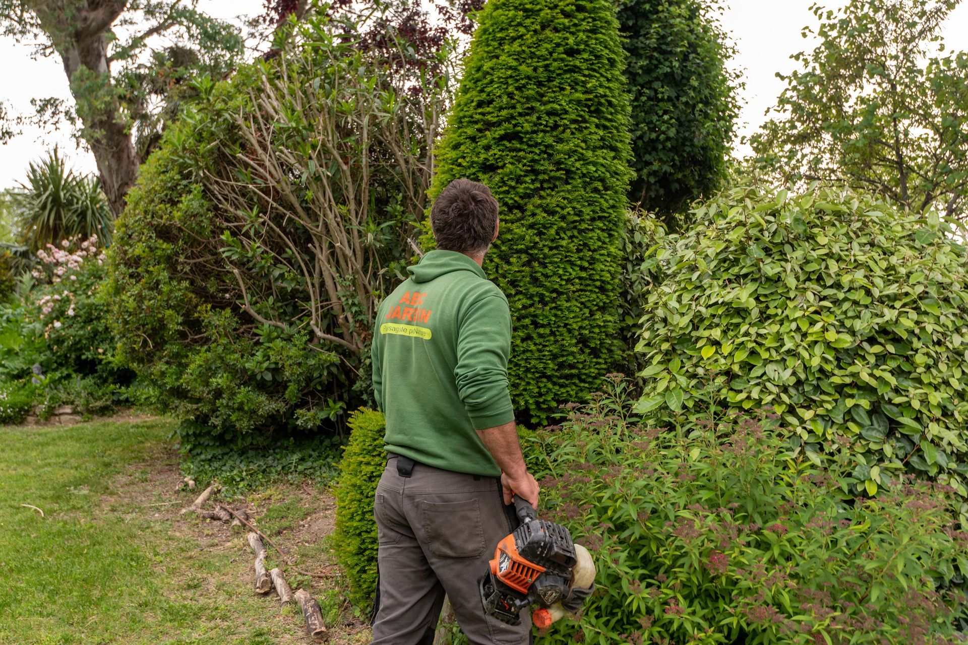 Taille de haie en cours par un paysagiste