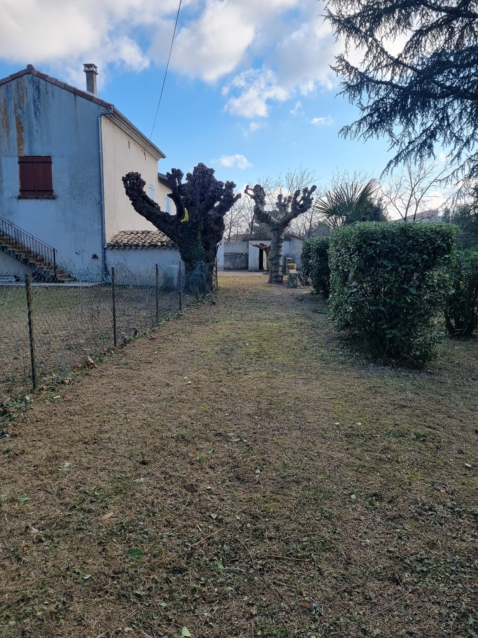 Jardin : haie, arbre et maison