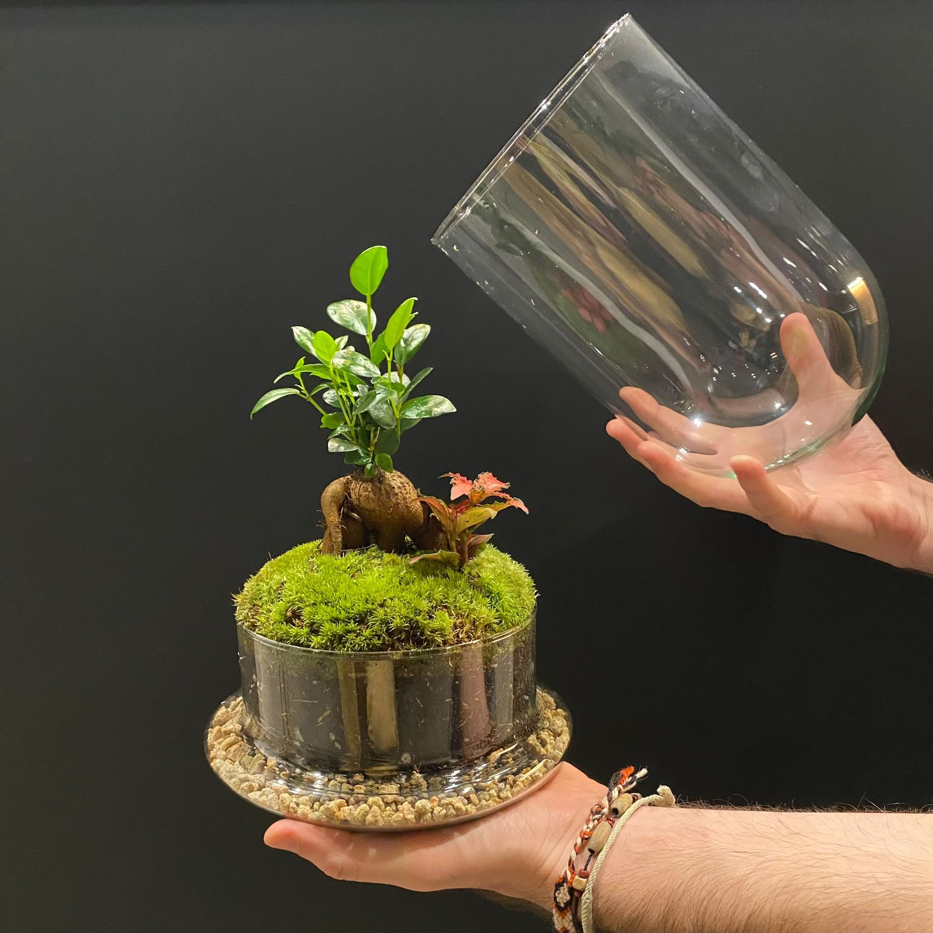 En un estudio, unas manos sostienen una pequeña planta musgosa en maceta mientras levantan una campana de cristal