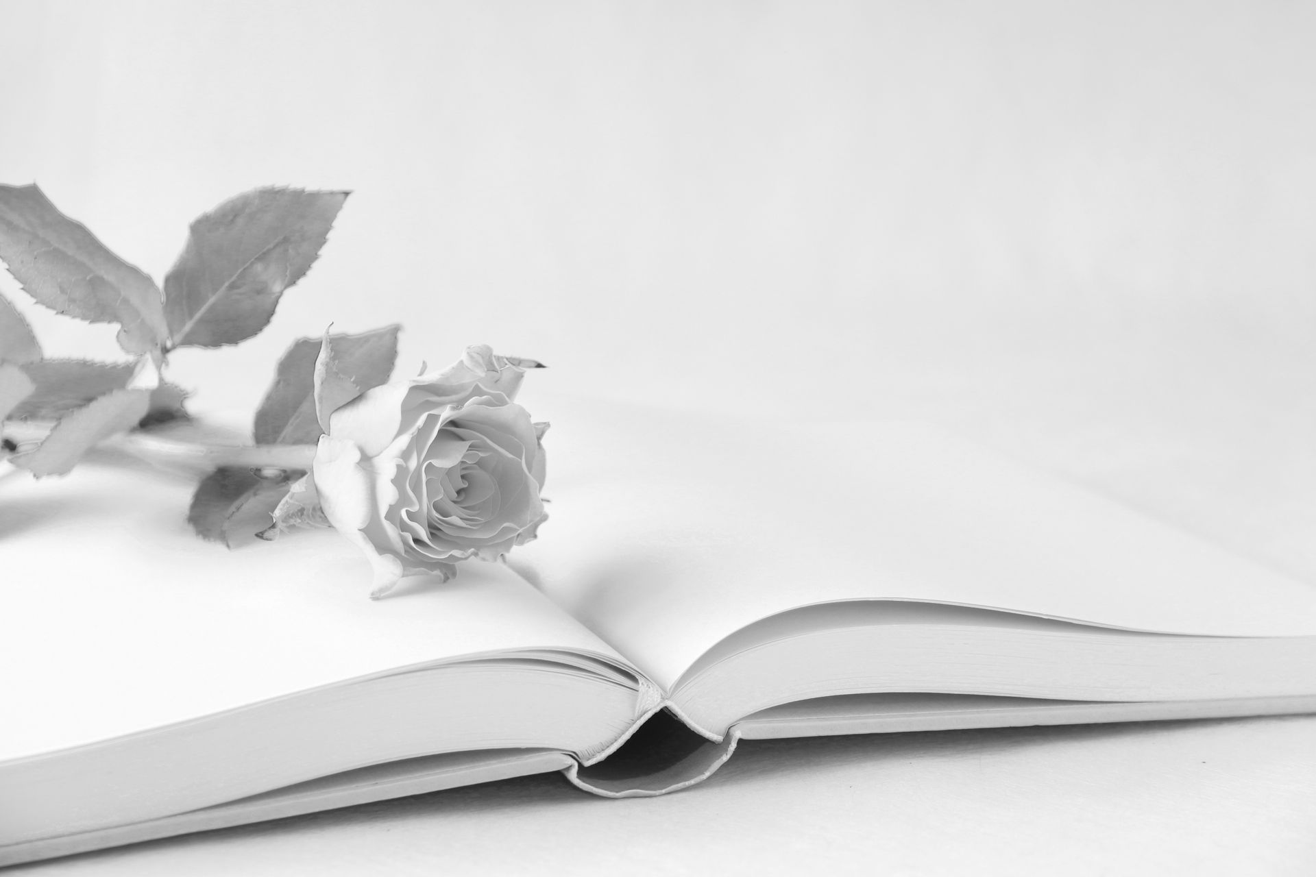 Livre et rose blanche
