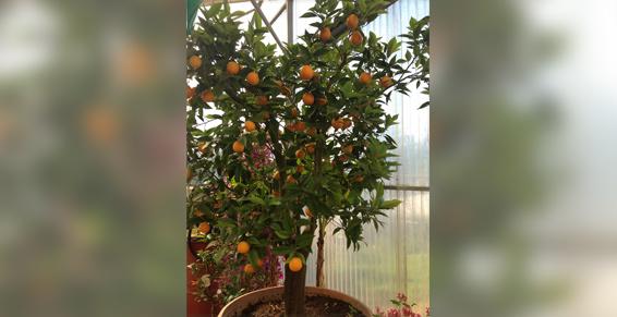 Clémentines - Pépiniéristes