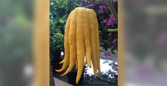 Dufau Michel - 130 variétés d'agrumes