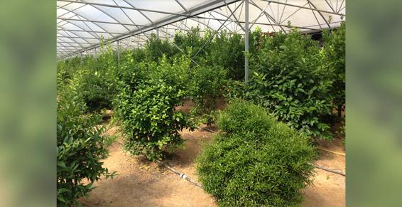 Dufau Michel - Dufau grand choix de plants