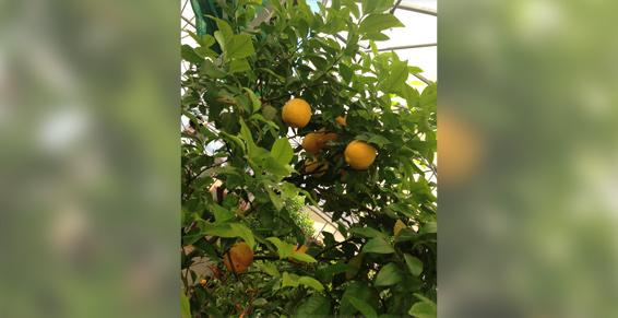 Citronnier Landes - Eugénie les Bains