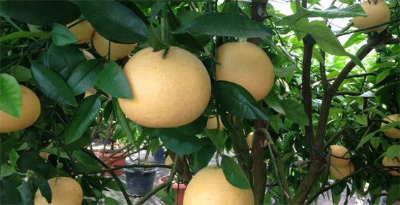 Pamplemousses - Eugénie les Bains