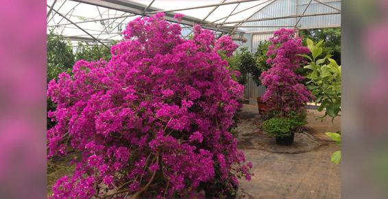 Dufau Michel - Plants de fleurs