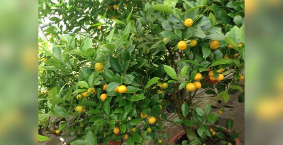 Producteur de plants d'agrumes - Eugénie les Bains