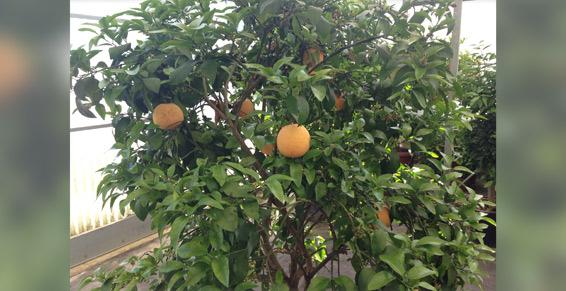 Plants d'agrumes - Pépiniéristes