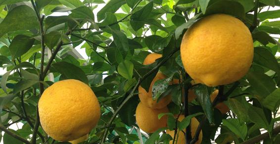 Dufau Michel - Citronniers