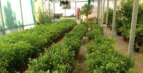 Eugénie les Bains - Livraison sur 200 km