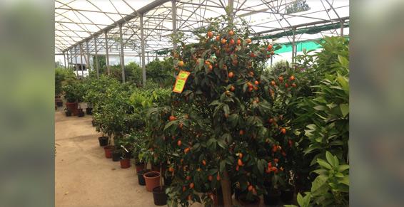 Pépiniériste - Dufau Michel