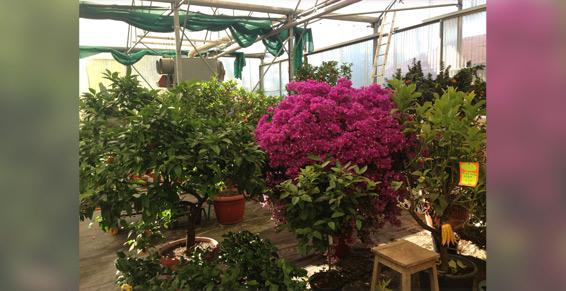 Eugénie les Bains - Pépiniéristes