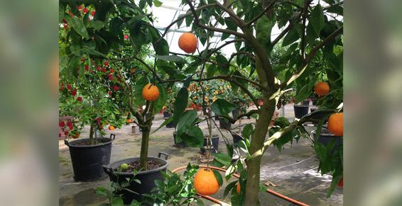 Dufau Michel - Oranger