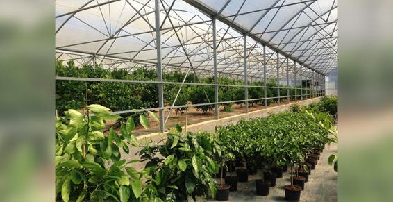 Vente d'agrumes - Eugénie les Bains