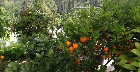 Dufau Michel - Horticulteur et producteur d'agrumes