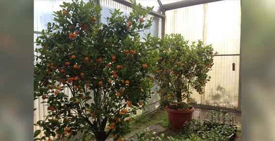 Vente de plants agrumes aux particuliers - Pépiniéristes