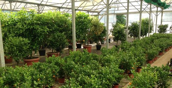 Dufau Michel à Eugénie les Bains - Pépiniéristes