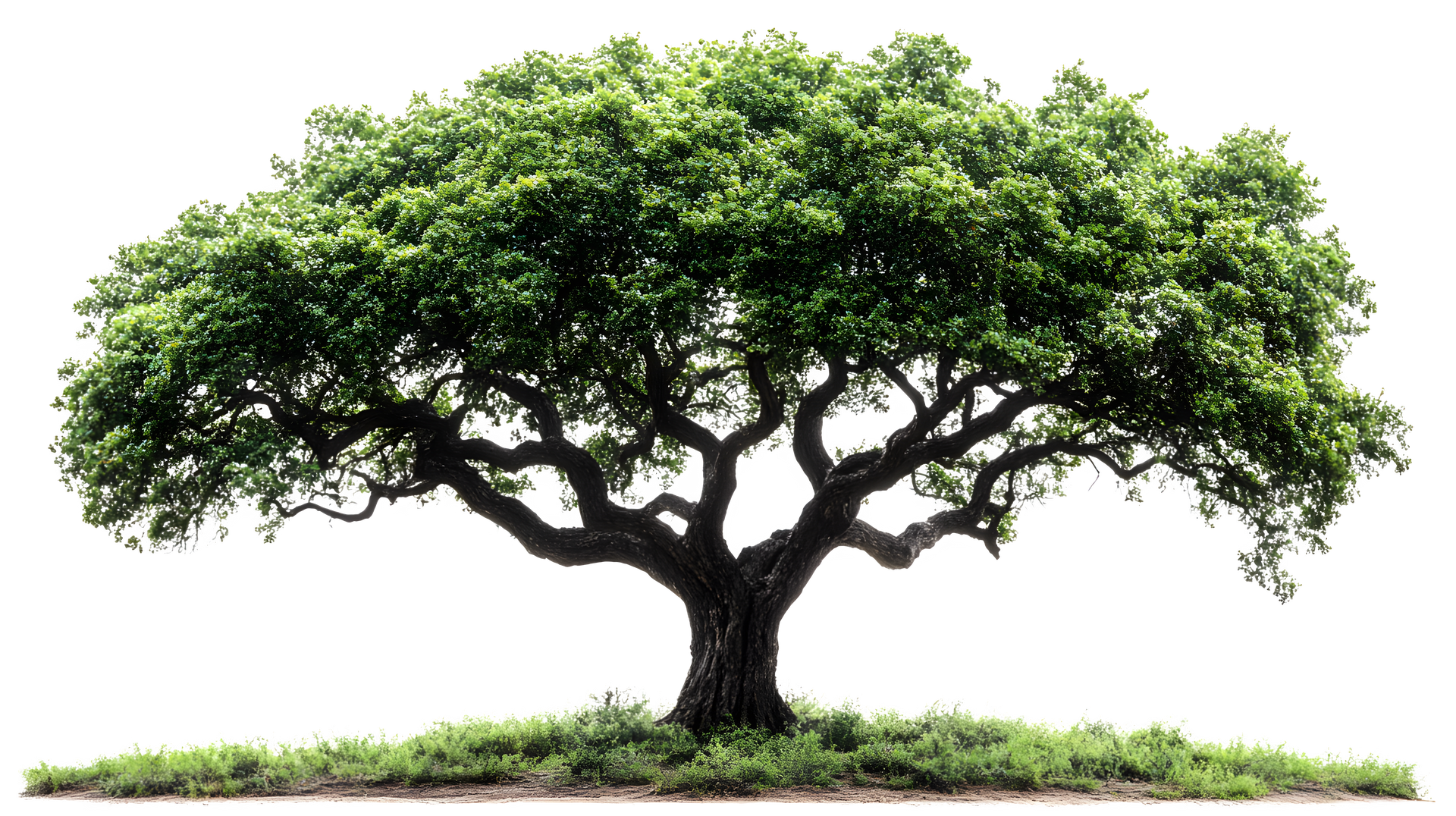 Un arbre mature et touffu, au feuillage vert luxuriant et à la cime large et étalée.