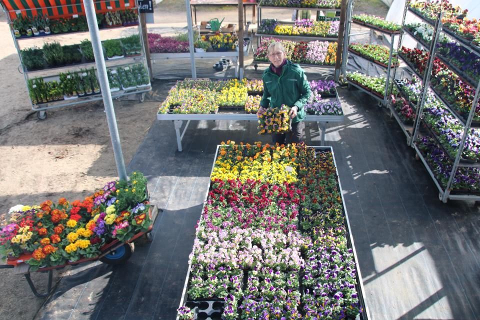Blumen in der Gärtnerei Döring